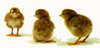 rhode island red chicks